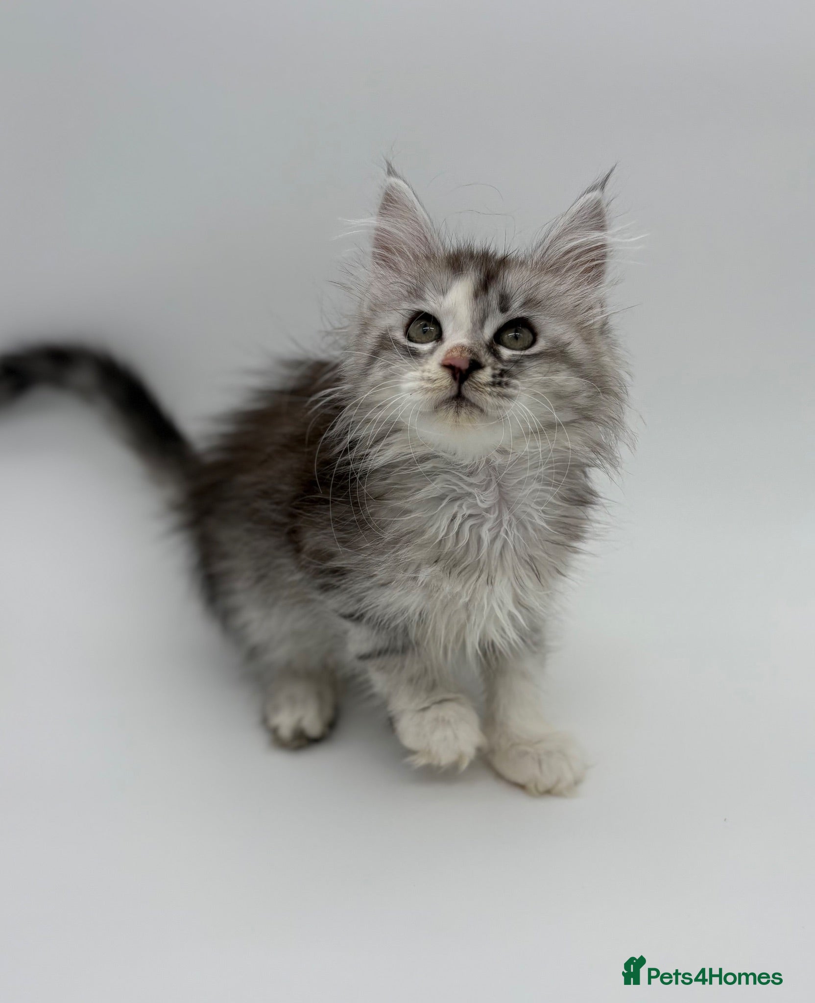 Maine Coon cats Maine coon kittens for sale READY 8TH AUGUST - Advert 3