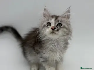 Maine Coon cats Maine coon kittens READY NOW - Advert 1