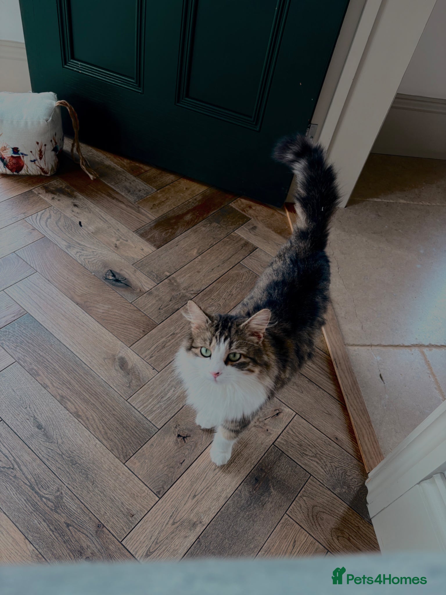 Siberian cats for sale: Gorgeous Part Siberian kittens  - Advert 1