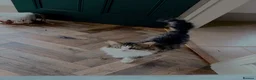 Siberian cats for sale: Gorgeous Part Siberian kittens  - Advert 1