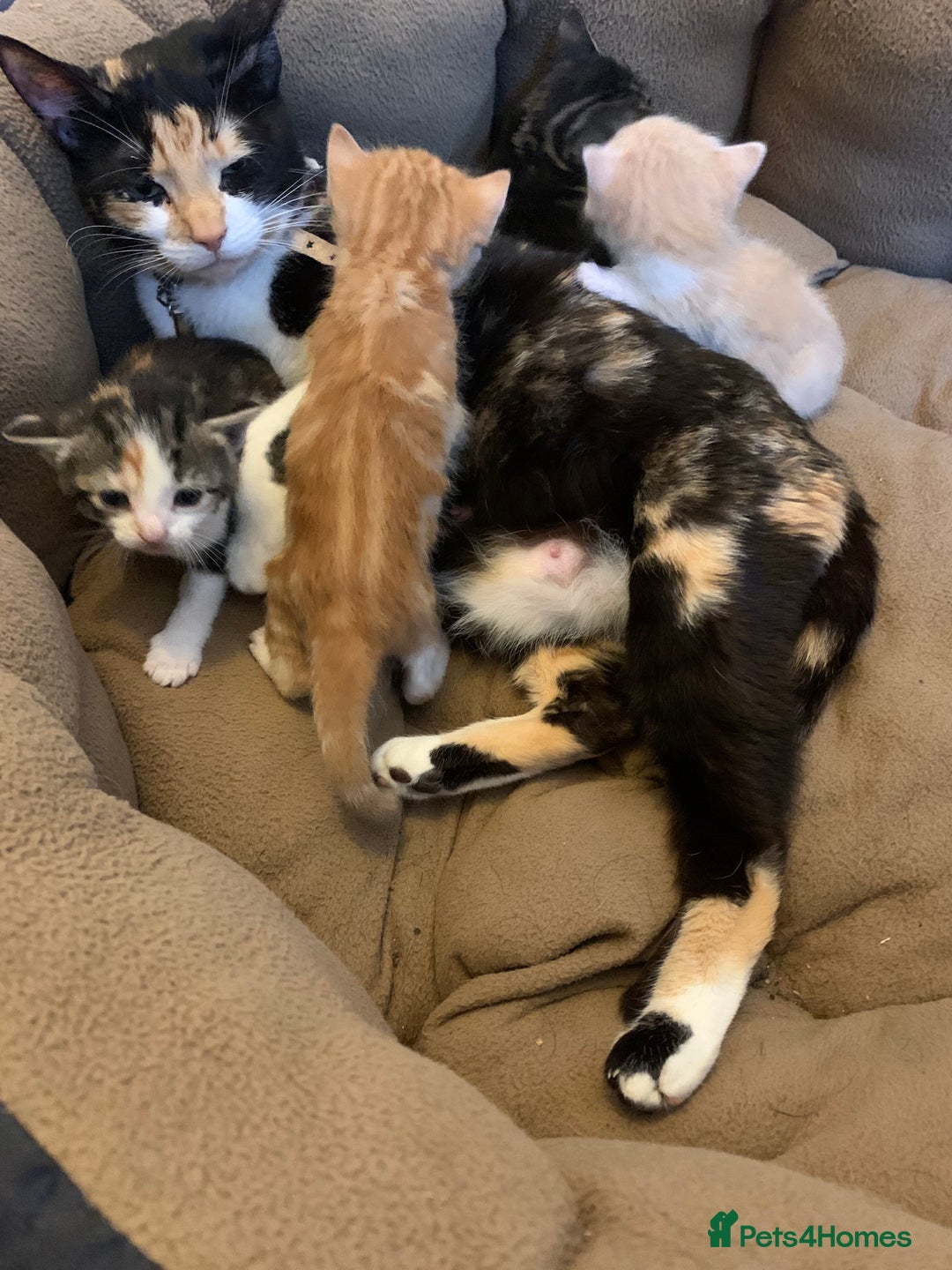 Domestic Shorthair cats for sale: 2 BEAUTIFUL MALE KITTENS AVAILABLE NOW😸 - Image 8