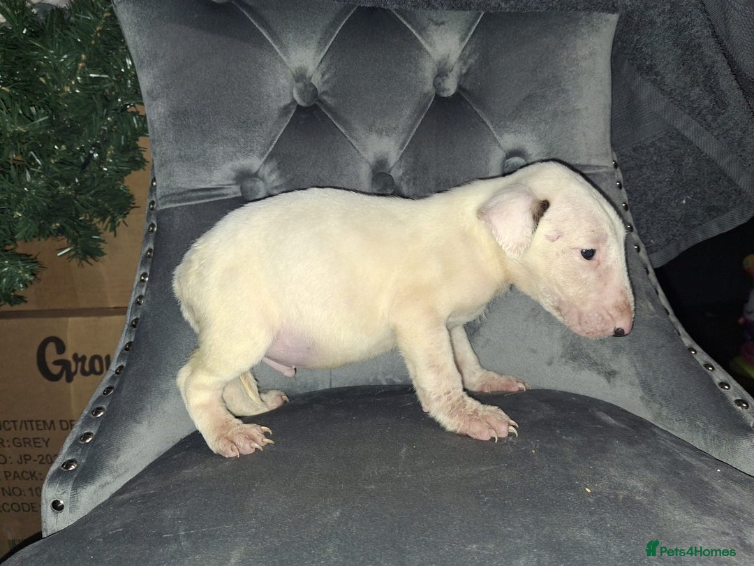 English Bull Terrier dogs for sale: English bull terrier  - Advert 8