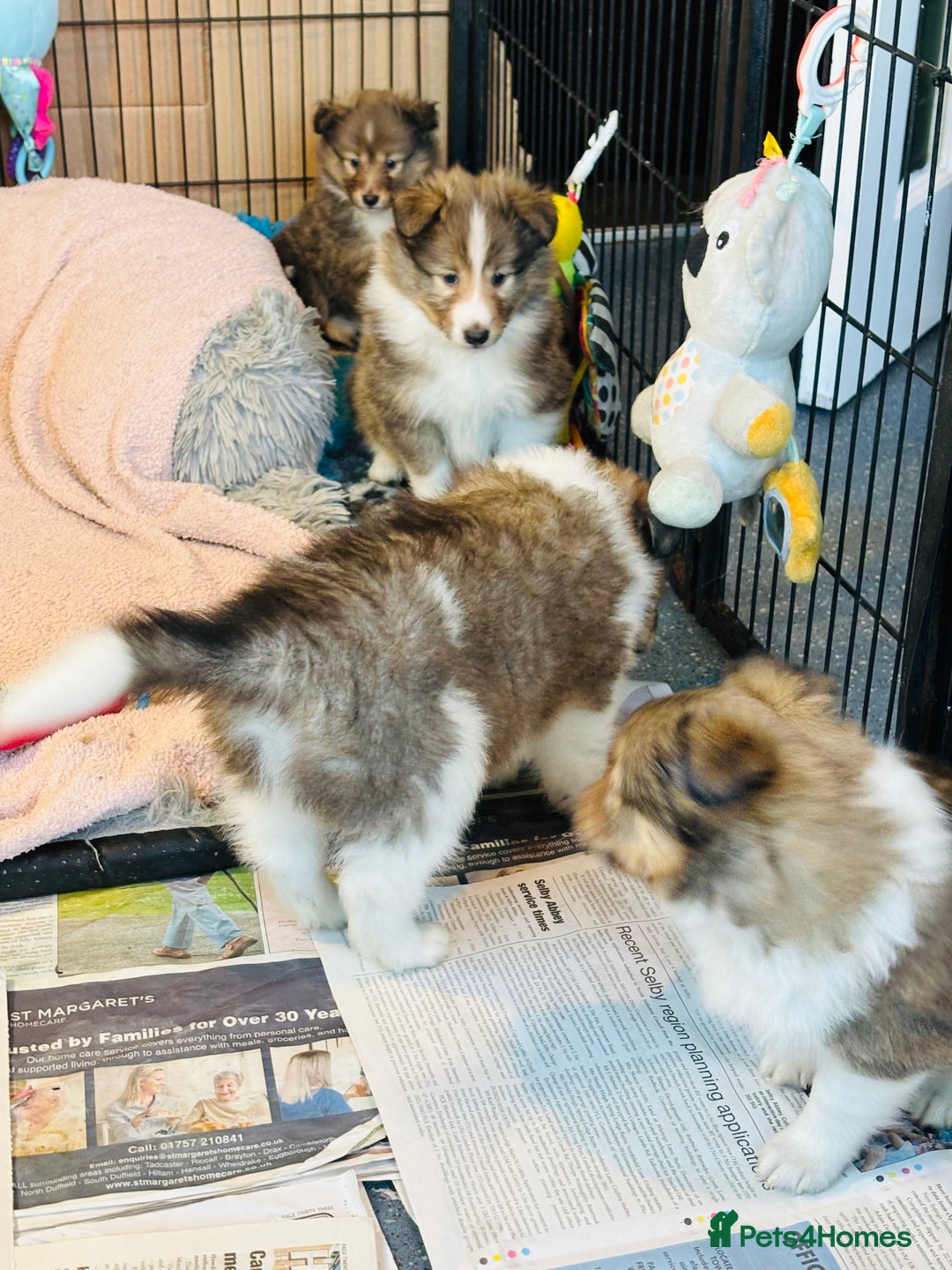 Shetland Sheepdog dogs for sale: Beautiful sable Shetland sheepdog puppies  - Advert 16