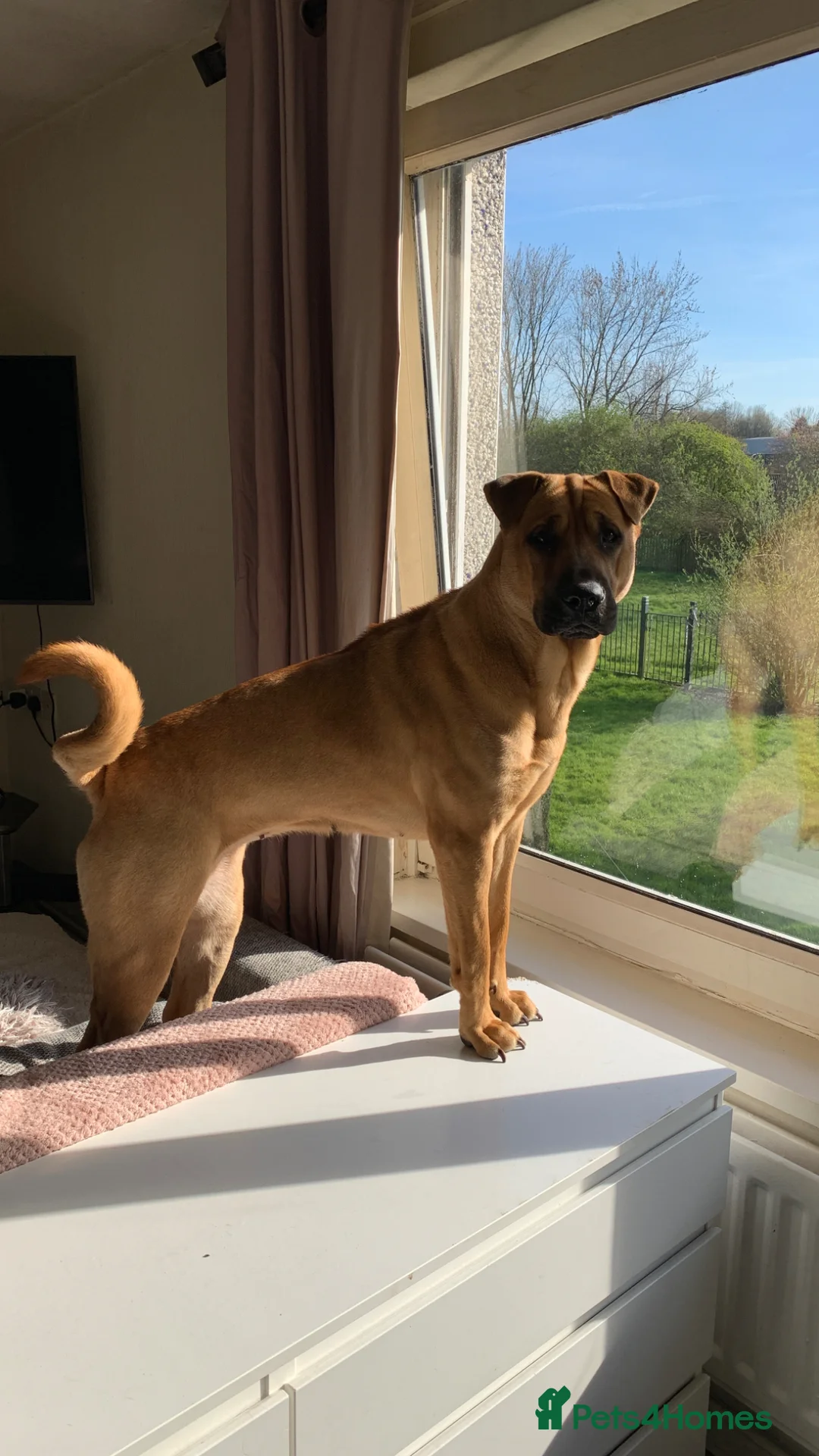 Mixed Breed dogs for sale: 1-Year-Old Shar-Pei x Kangal (30kg) in Bradford - Advert 1