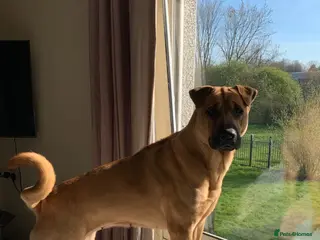 Mixed Breed dogs 1-Year-Old Shar-Pei x Kangal (30kg) - Advert 3