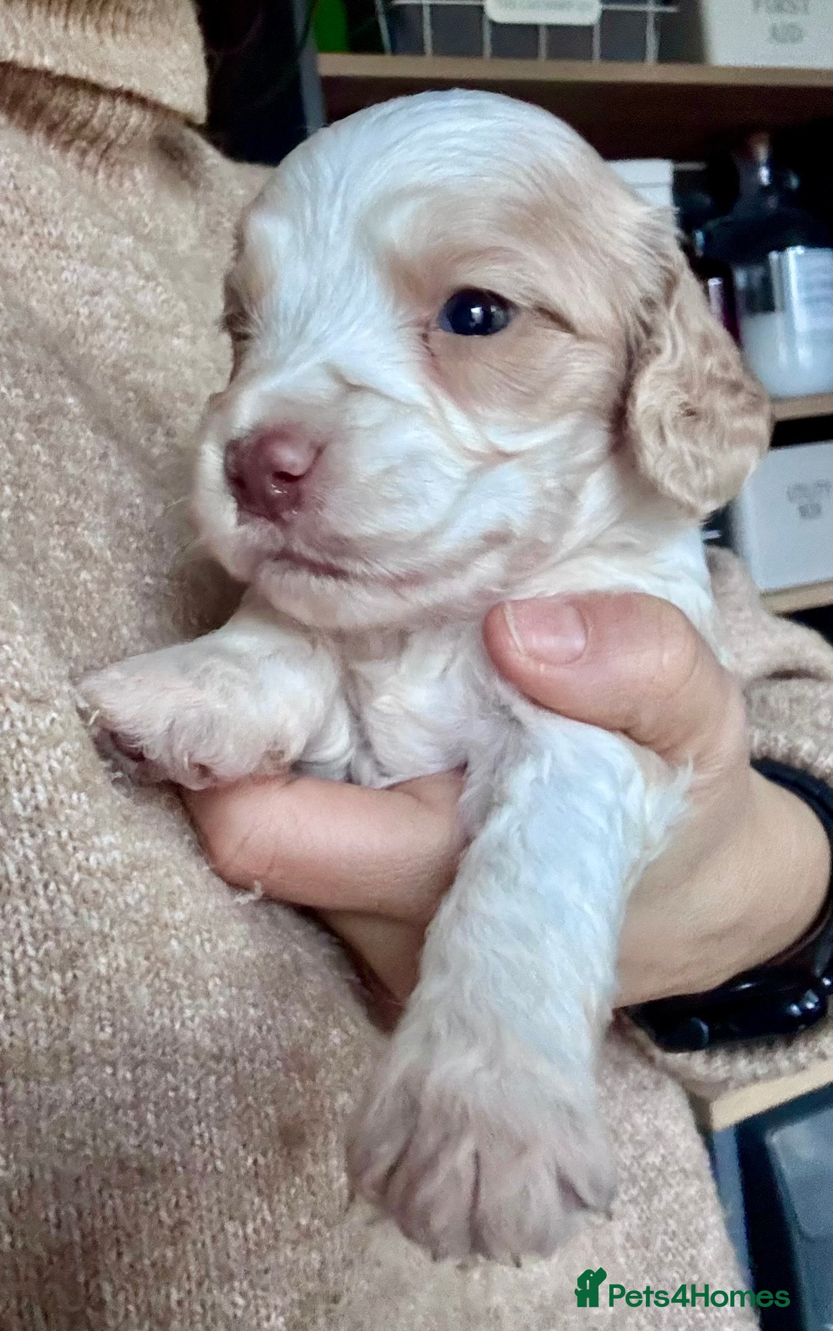 Cockapoo dogs JUST 1 REMAINING BOY- RARE CREAM AND TAN COCKAPOO  - Advert 4