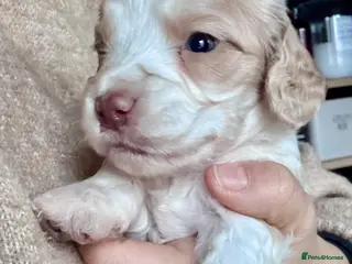 Cockapoo dogs JUST 1 REMAINING BOY- RARE CREAM AND TAN COCKAPOO - Advert 4