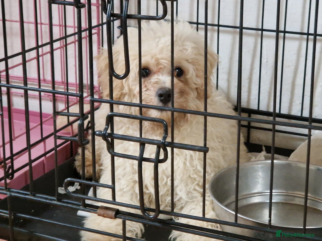 Cavapoo dogs for sale: Cavapoo  - Image 2