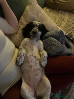 Cocker Spaniel dogs Stunning Working Cocker Spaniel puppy - Advert 2