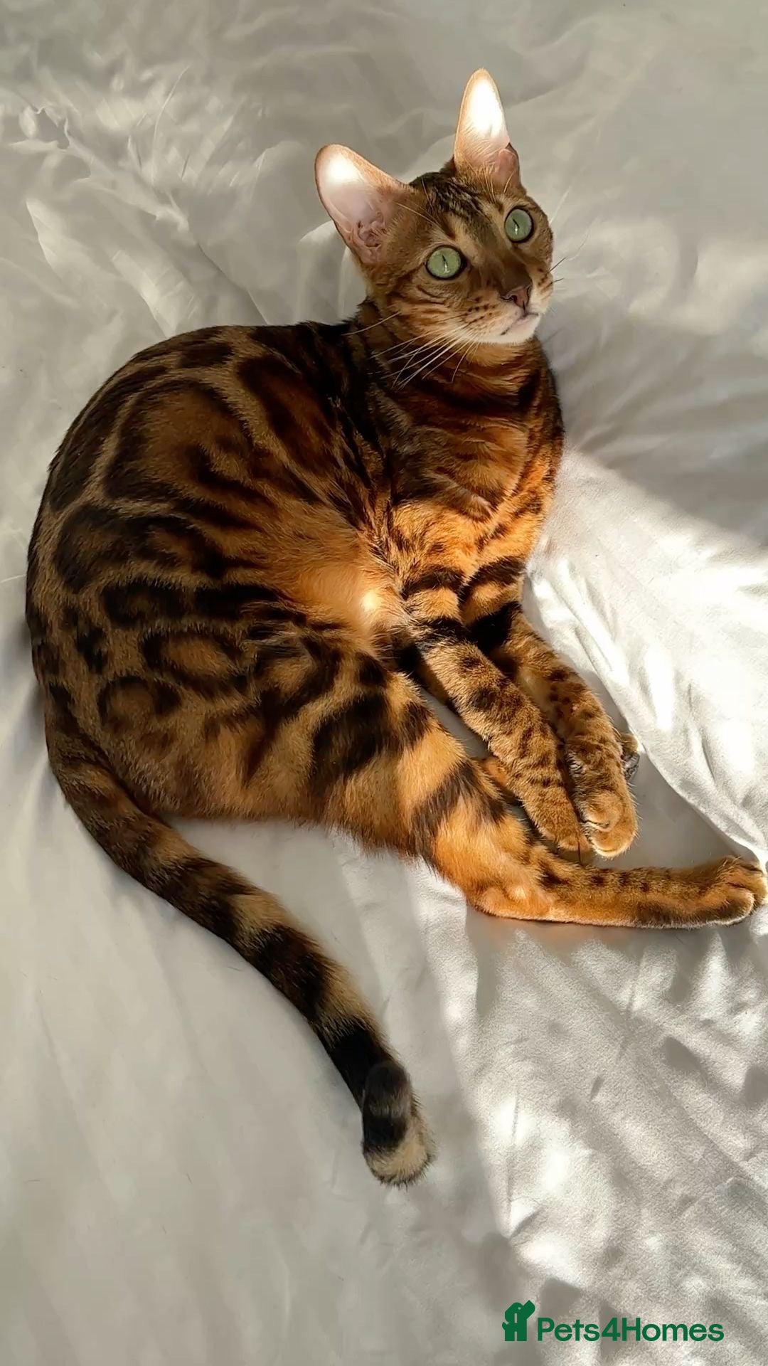 Bengal cats BENGAL KITTENS (due in 10 days) - Advert 6