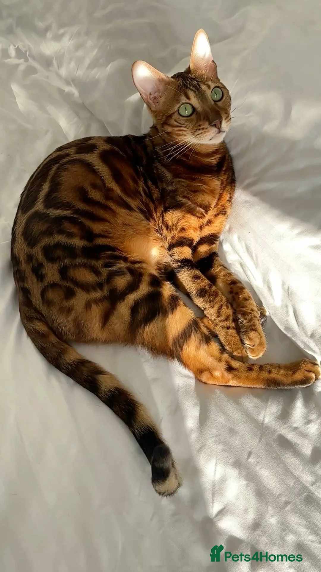 Bengal cats for sale: BENGAL KITTENS (due in 10 days) - Advert 1