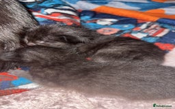 Mixed Breed cats for sale: 6 kittens looking for new homes  - Advert 21