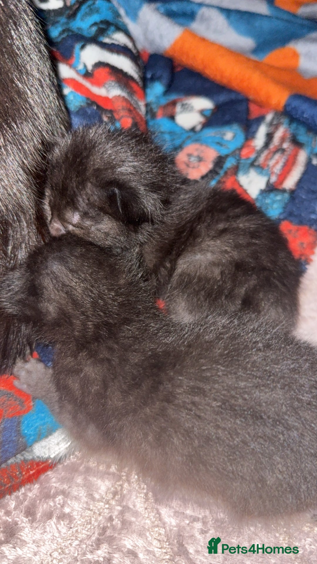 Mixed Breed cats for sale: 6 kittens looking for new homes  - Advert 21