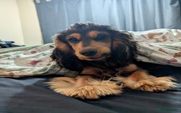 Cocker Spaniel dogs for sale: Pippin the show cocker - Image 14