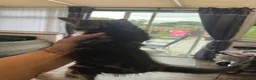 Mixed Breed cats for sale: 2 female tabby kittens  - Advert 3