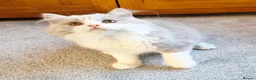 British Shorthair cats for sale: Gorgeous loving purr machines  - Advert 30