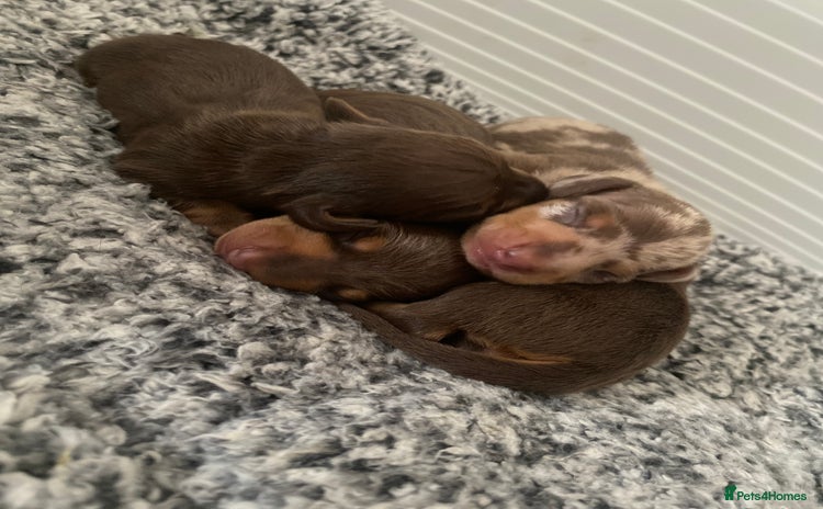 Miniature Dachshund dogs - Advert 9