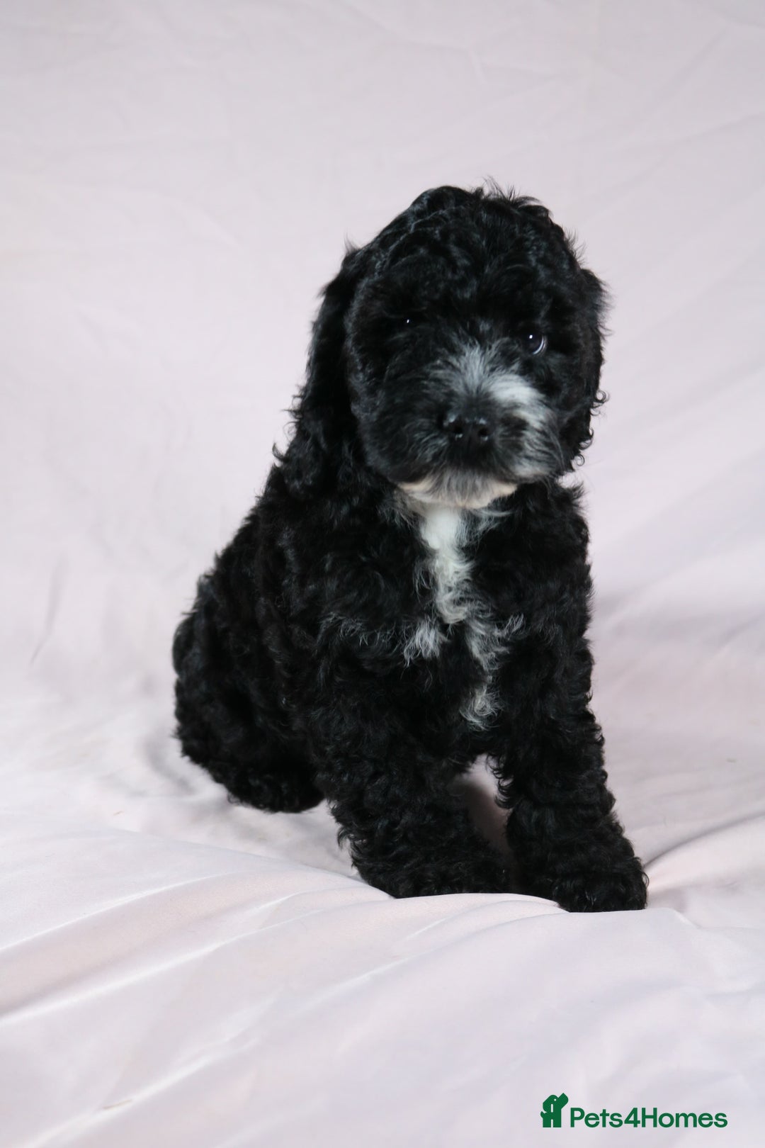 Cockapoo dogs for sale: Ready now beautiful litter F1B cockapoo puppies  in Leicester - Image 30