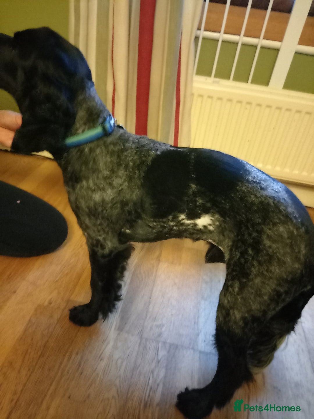 Cocker Spaniel dogs for sale: Stunning COCKER SPANIEL for sale - Image 2