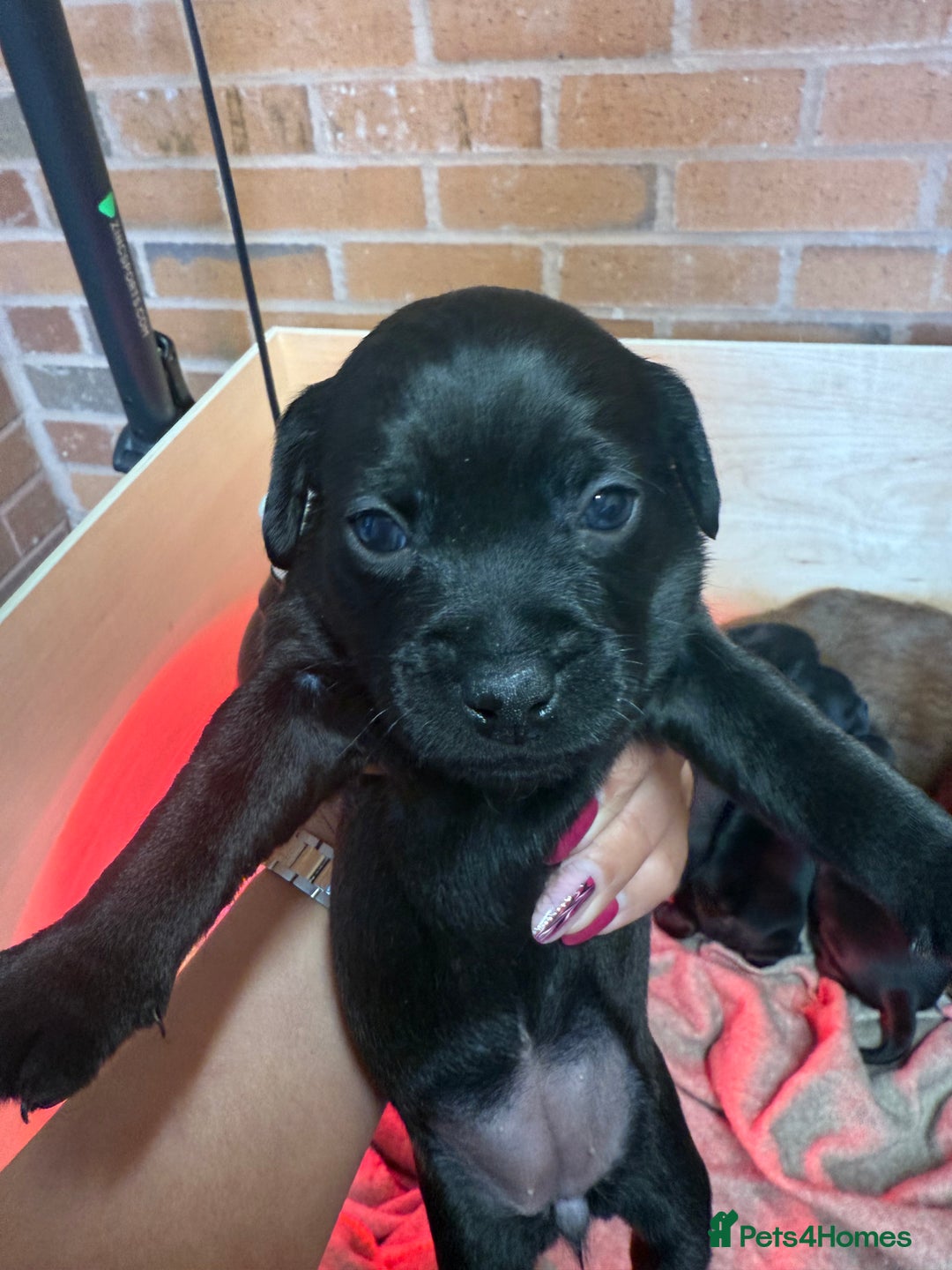 Patterdale Terrier dogs for sale: Patterdale puppies  - Image 1