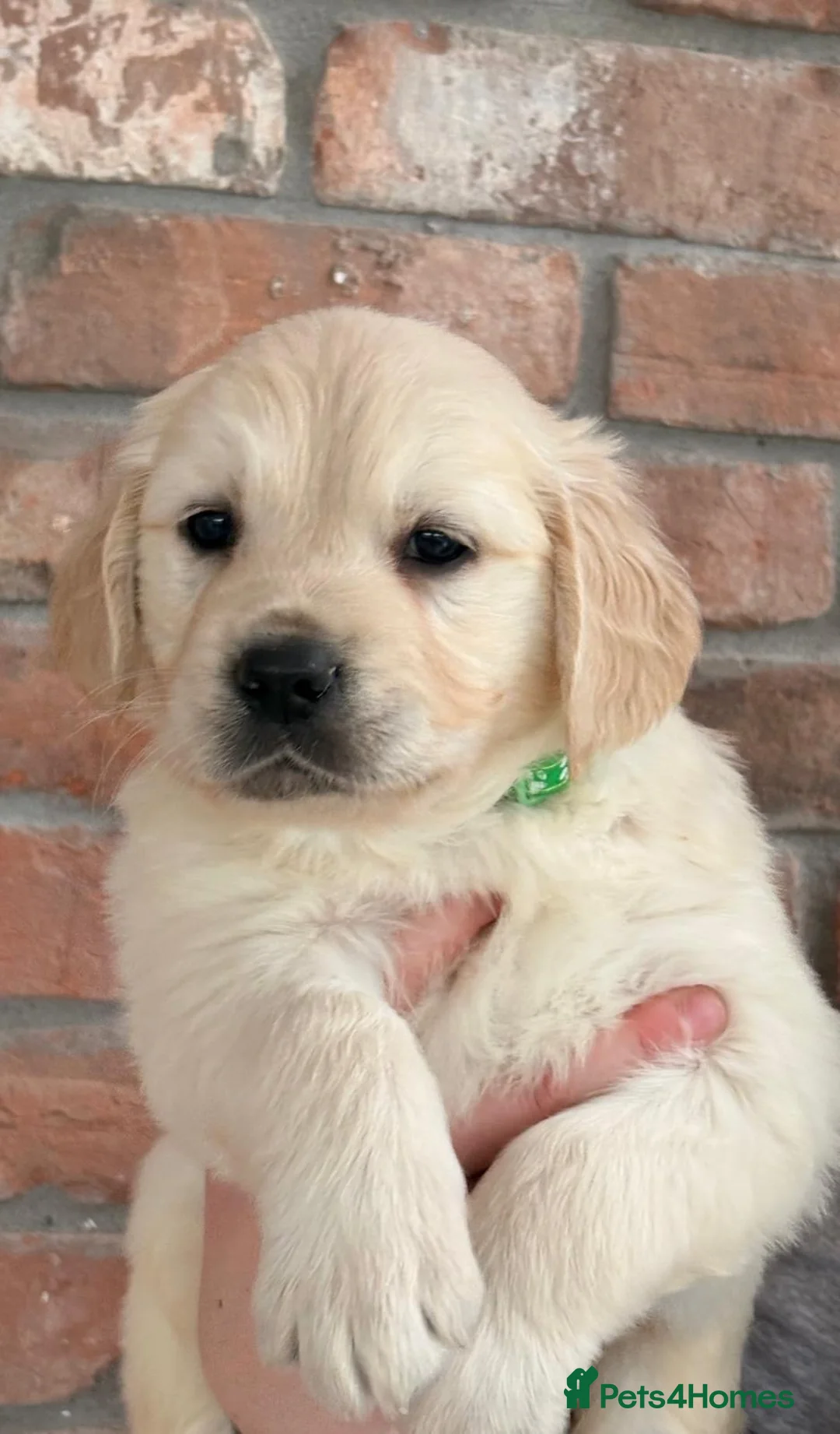 Golden Retriever dogs for sale: Kc registered Fully health tested parents  - Advert 40