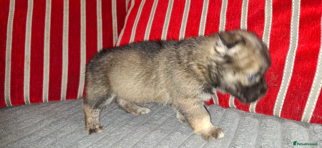 Mixed Breed dogs for sale: Siberian husky + Rus A Pei - Advert 3