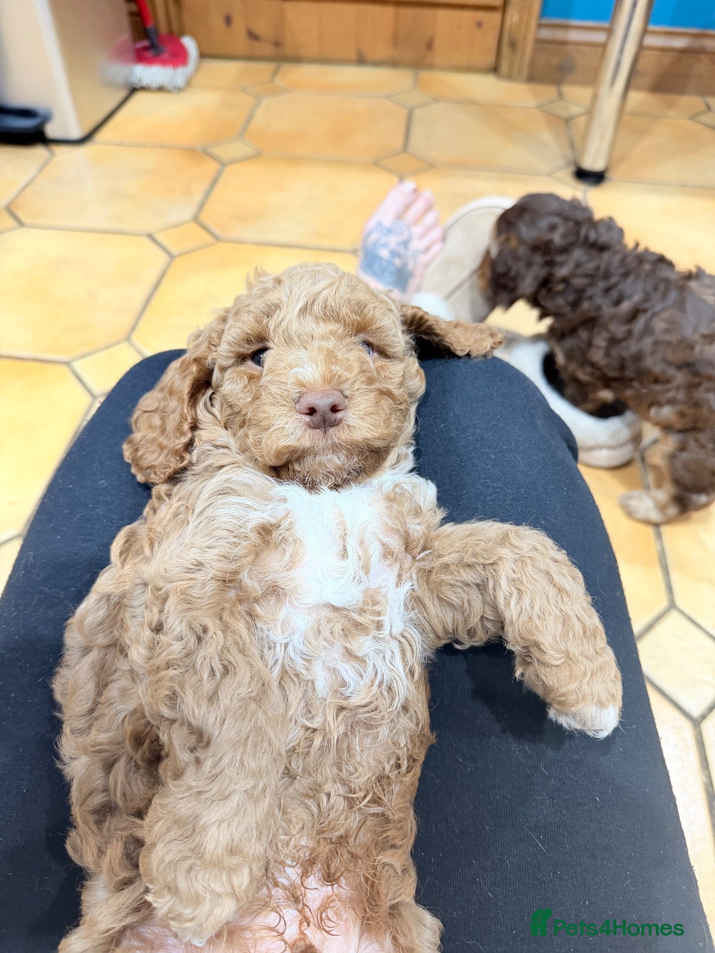 Cockapoo dogs F3 cockerpoos - Advert 2