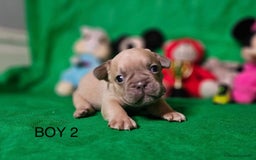 French Bulldog dogs for sale: Beautiful KC registered french bulldog puppies  - Image 8