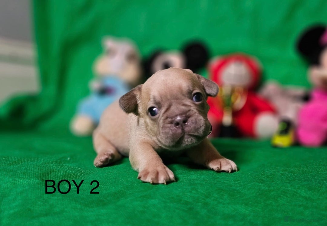 French Bulldog dogs for sale: Beautiful KC registered french bulldog puppies  - Image 8