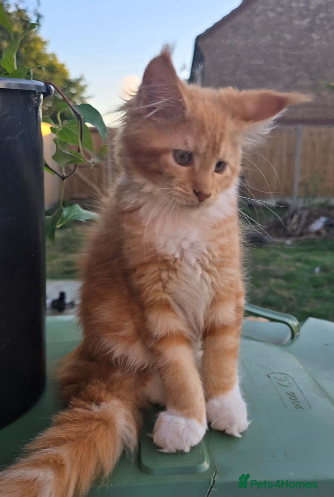 Maine Coon cats for sale: TICA registered pedigree Maincoon kittens . - Image 7