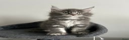 Maine Coon cats for sale: Pedigree Massive TICA Registered Maine Coon Large - Advert 10