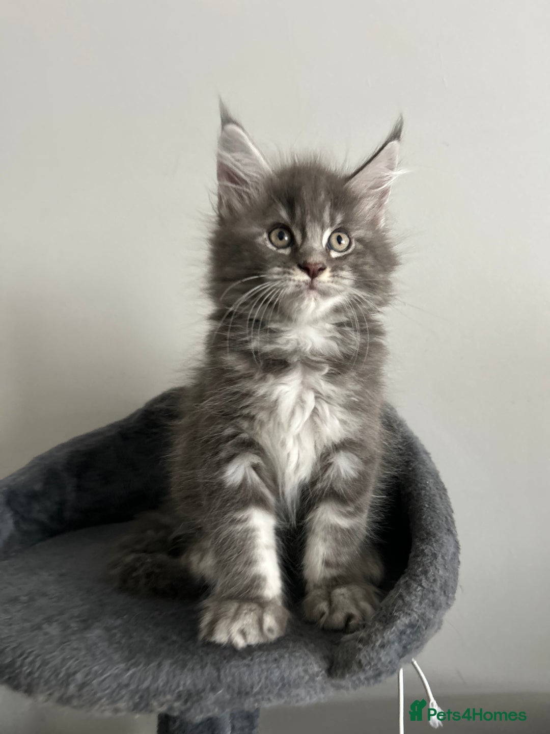 Maine Coon cats for sale: Pedigree Massive TICA Registered Maine Coon Large - Advert 10