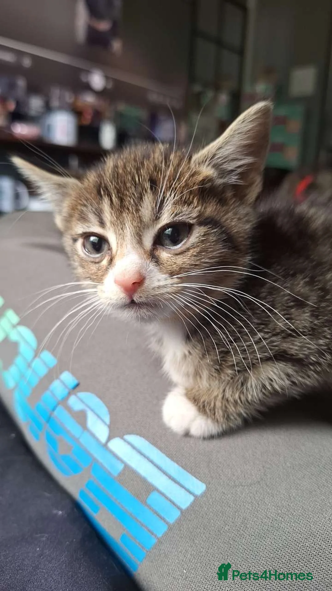 Mixed Breed cats for sale: All female kittens - Advert 6