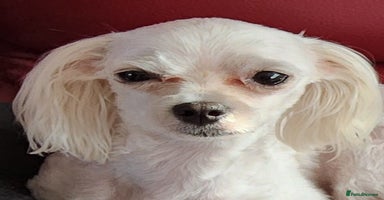 Maltese dogs - Advert 8