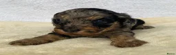 Mixed Breed dogs for sale: Cockapoo mix  in Dartmouth - Advert 16