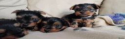 Yorkshire Terrier dogs for sale: Miniature Yorkshire Terrier Pups - Advert 7