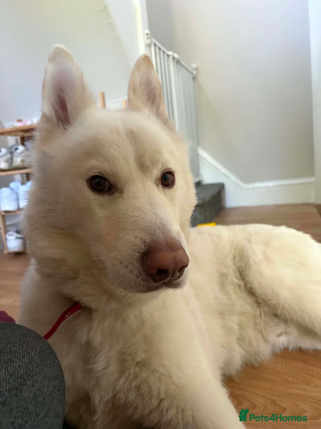 Siberian Husky dogs for sale: 4 Year Old Stunning Husky Male  - Advert 1