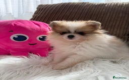 Pomeranian dogs for sale: Only one tiny Pom girl left in Ely - Image 4