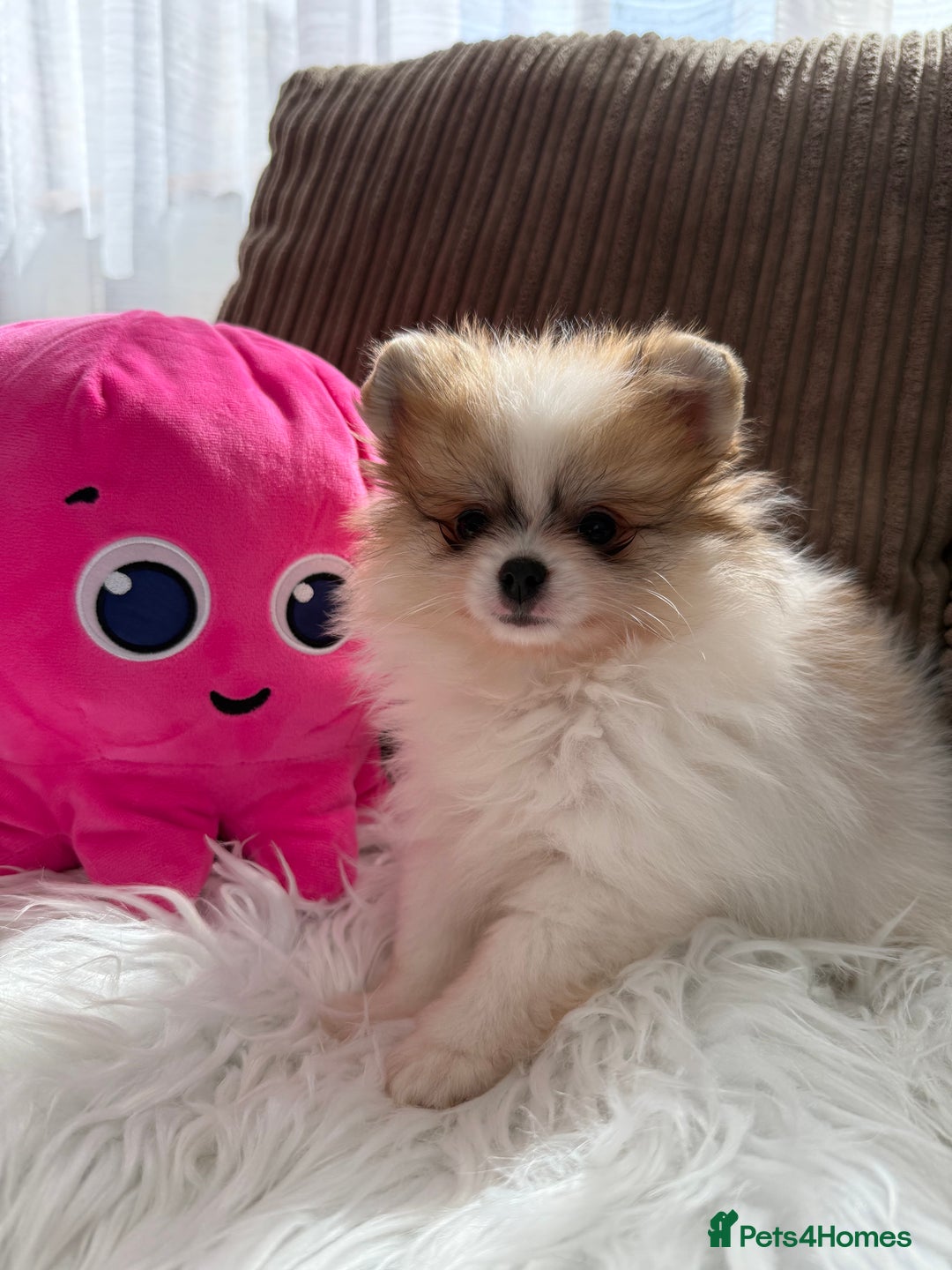 Pomeranian dogs for sale: Only one tiny Pom girl left in Ely - Image 4