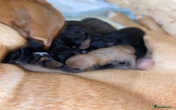 Mixed Breed dogs for sale: Lab cross puppies - Image 4