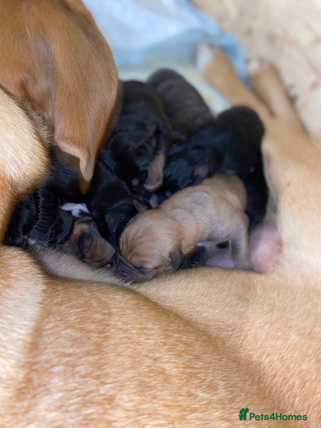 Mixed Breed dogs for sale: Lab cross puppies - Image 4