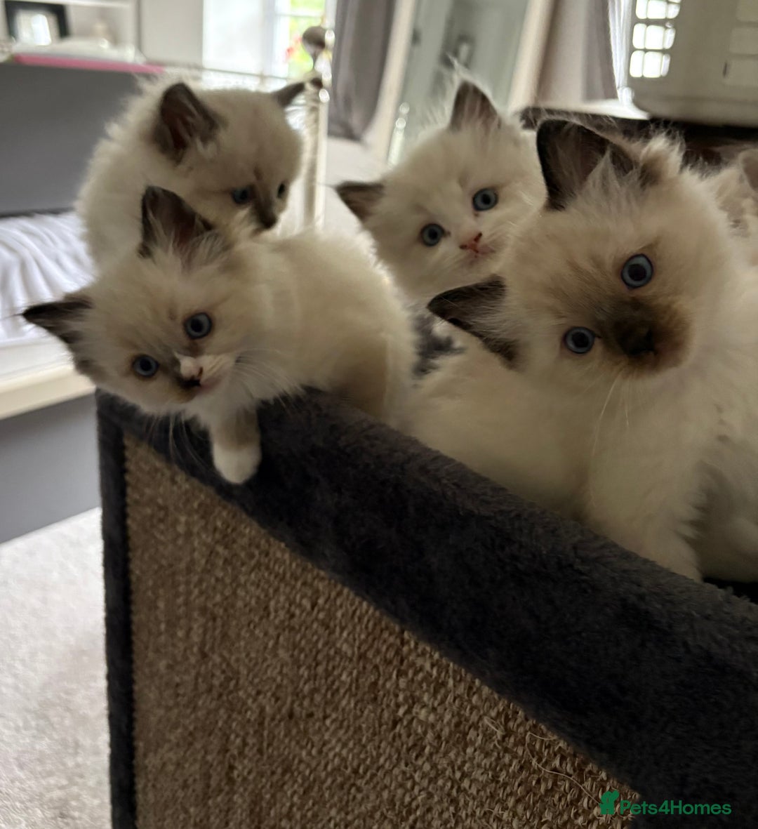Ragdoll cats for sale: 5 Beautiful Ragdoll Kittens  - Image 37