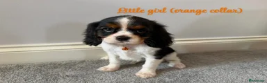 Cavalier King Charles Spaniel 2