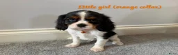 Cavalier King Charles Spaniel dogs for sale: Beautiful health tested cavalier King Charles  - Advert 14