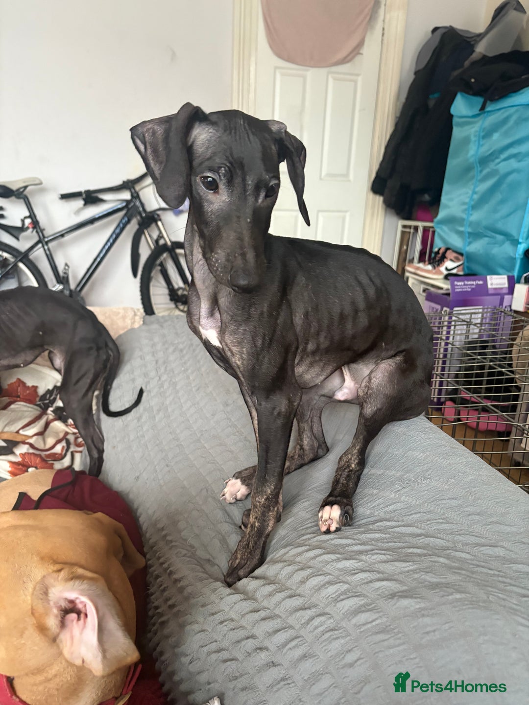 Mixed Breed dogs for sale: Saluki x lurcher puppy - Advert 2