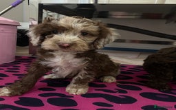 Cockapoo dogs for sale: Cockapoos ready now  - Image 28