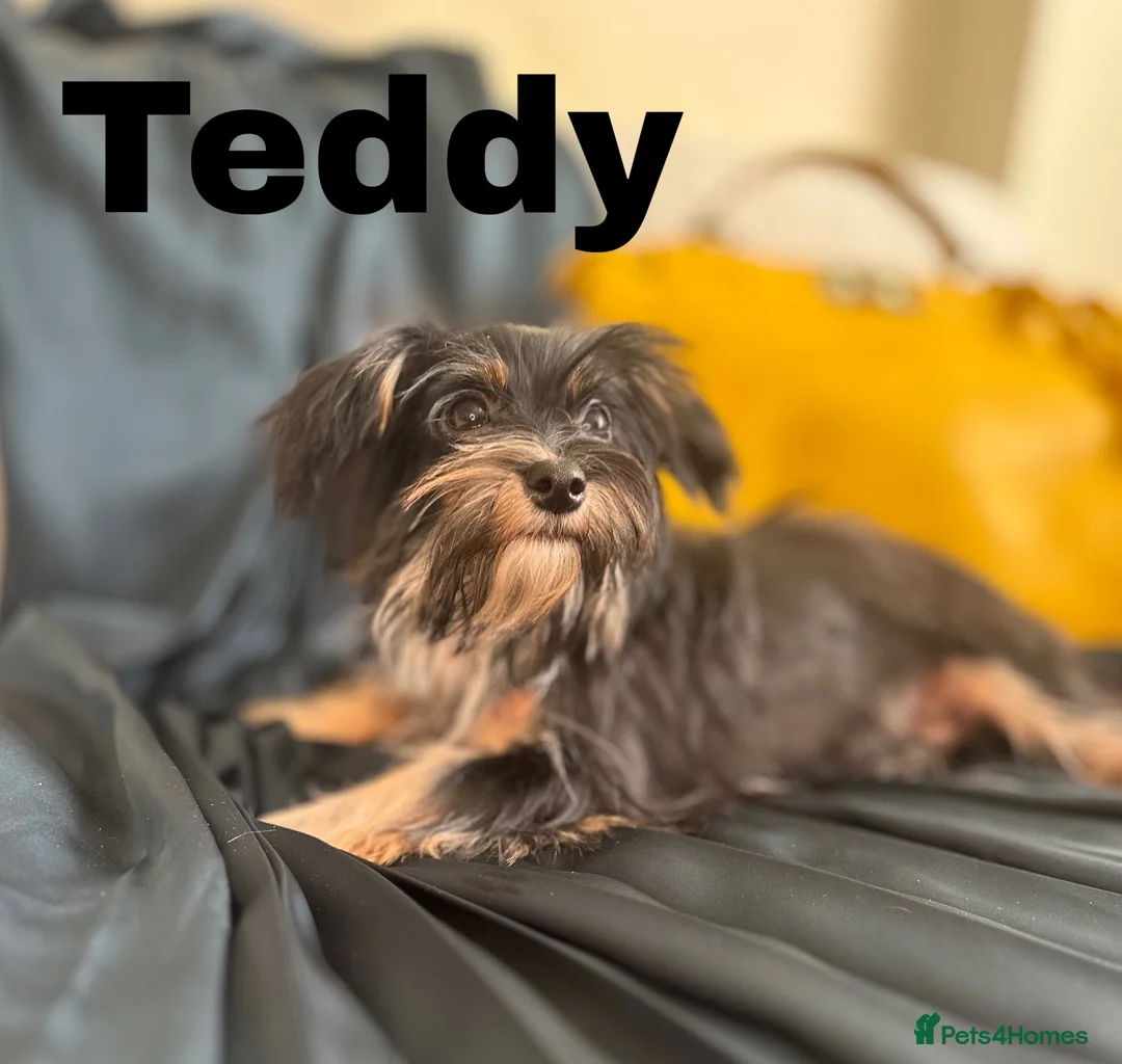 Yorkshire Terrier dogs for sale: Adorable Yorkie Puppies (carriers of Choco gene) - Advert 15