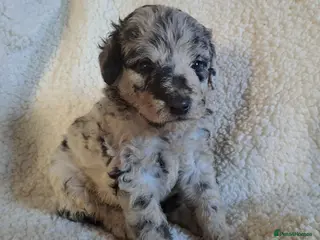 Labradoodle dogs Gorgeous Mini Labradoodle Puppies - Advert 5