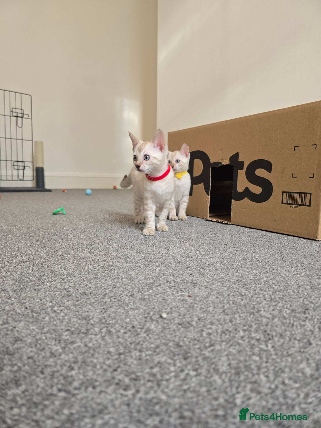 Bengal cats for sale: BLUE EYE SNOW BENGAL LYNC TICA ACTIVE - Image 4