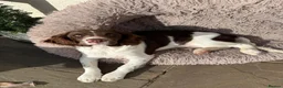 English Springer Spaniel dogs for sale: Springer spaniel girl in Hook - Advert 8